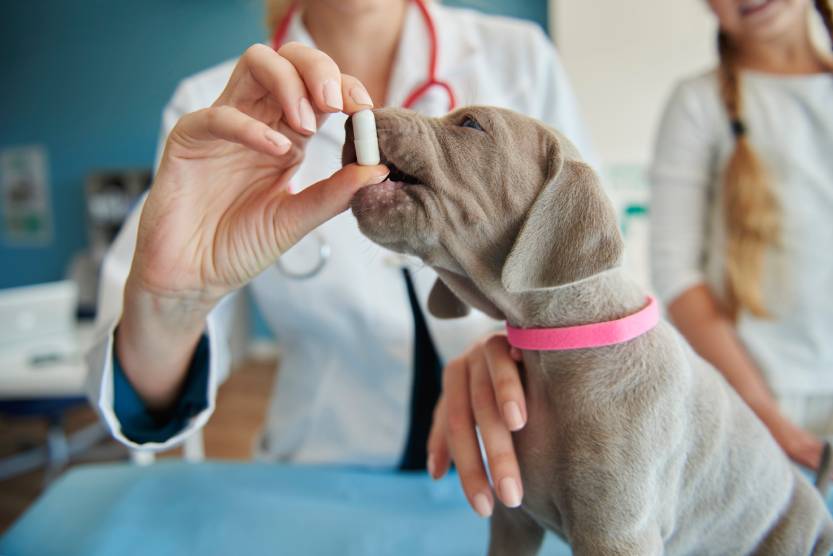 Small Animal Medicine Services