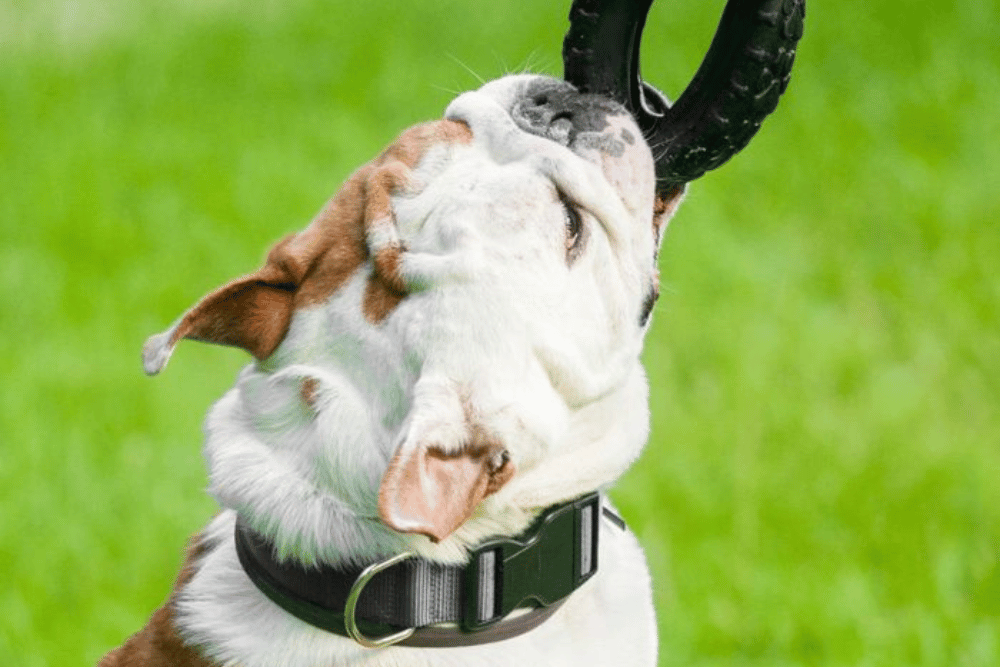 A dog joyfully plays with a toy