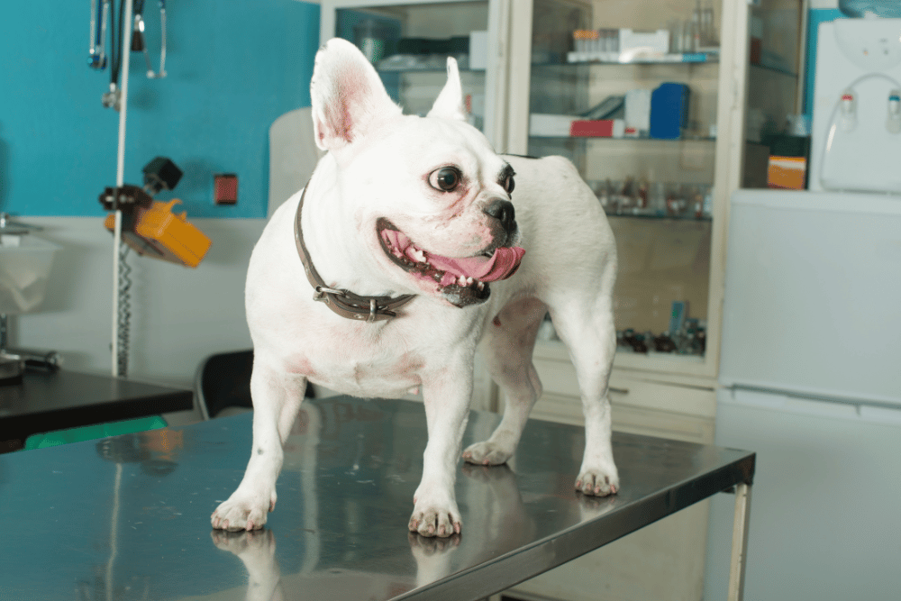 dog in vet clinic