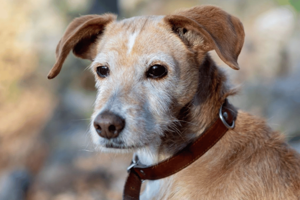 An old dog sitting outdoors wearing a collar belt