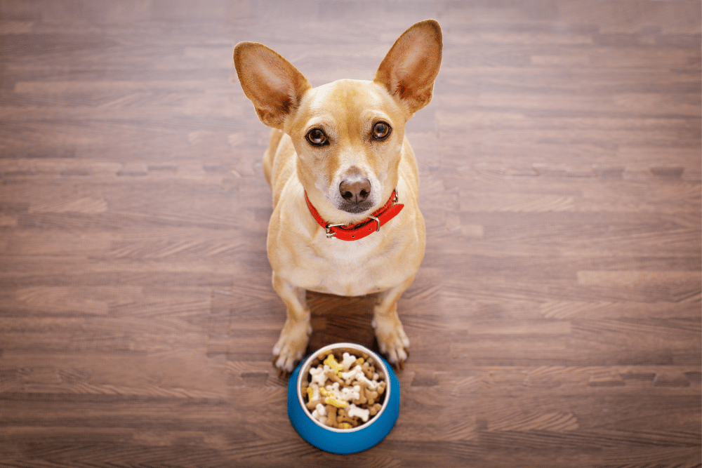 A dog sits on a wooden floor beside a food bowl