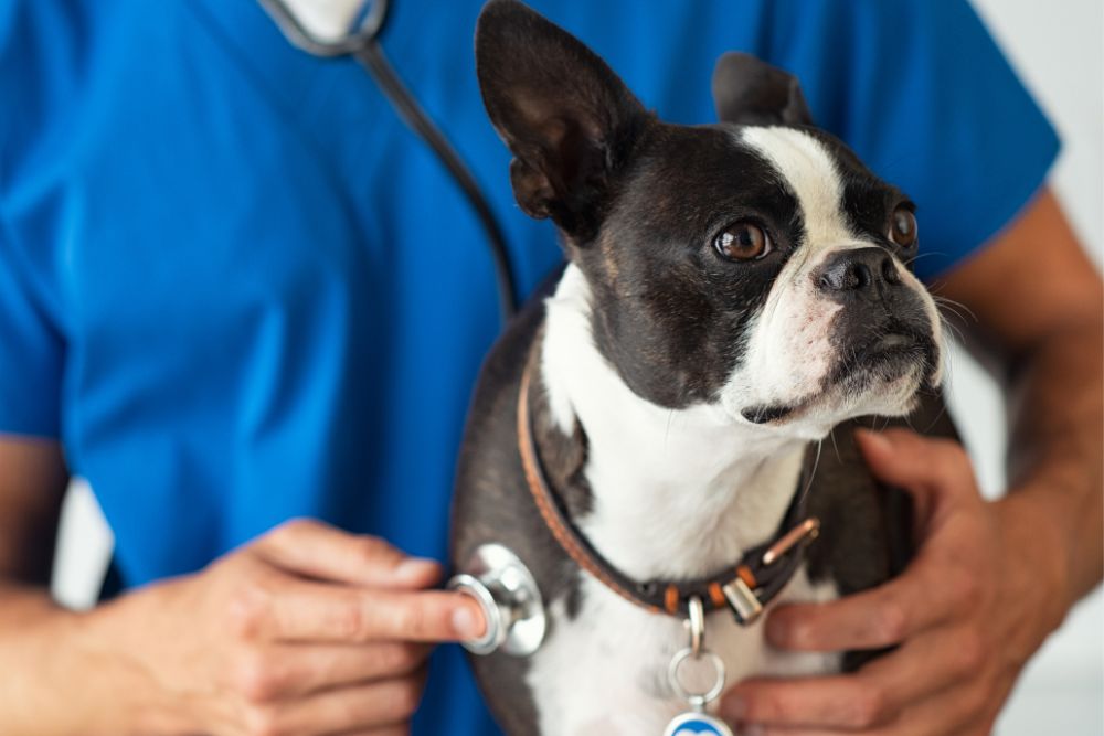 Vet using a sthestscope to check the health of the dog