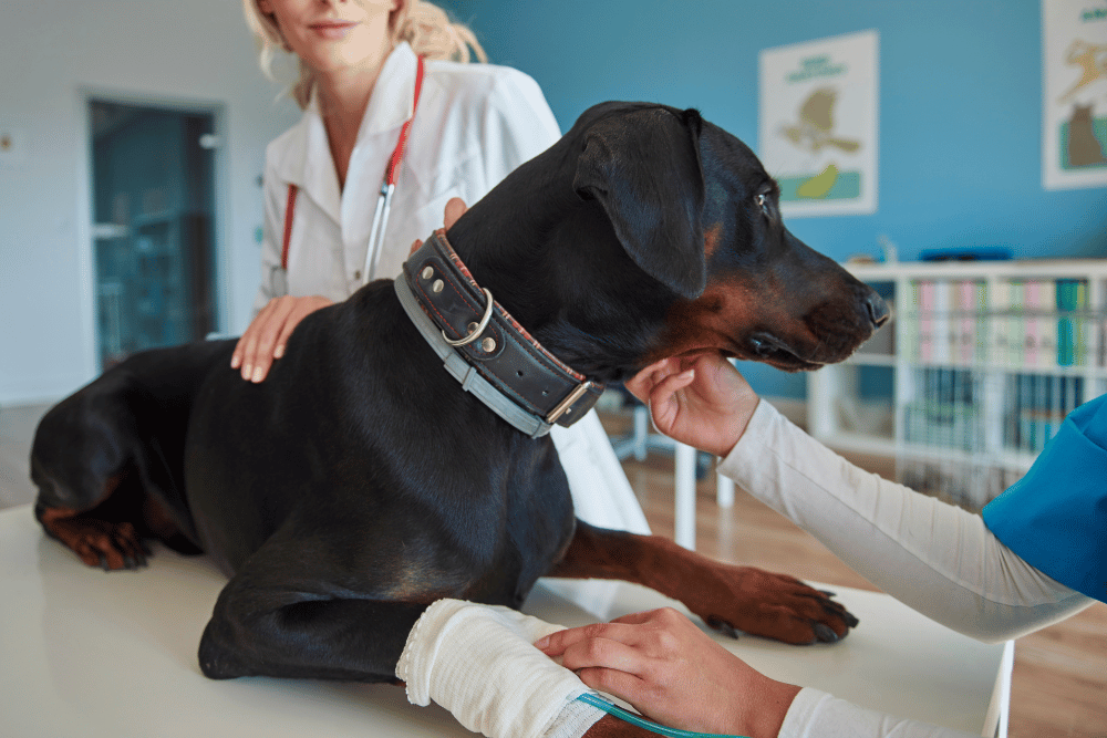 vet petting injured dog