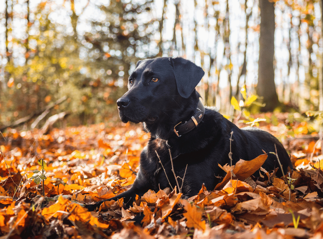 A black Labrador sits on the grass.