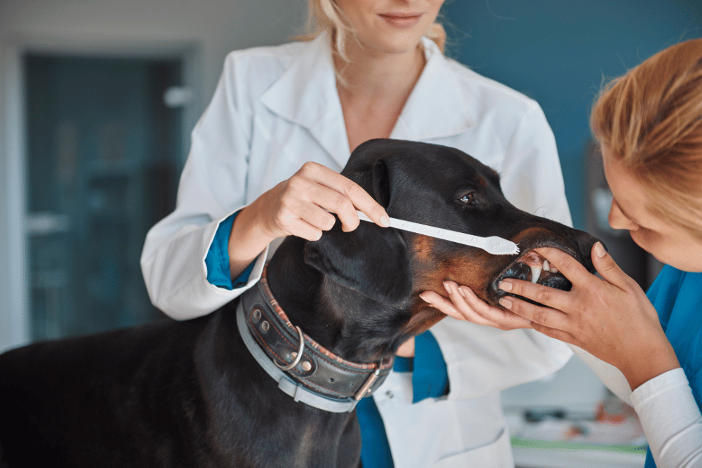 vet cleaning dog teeth by brush