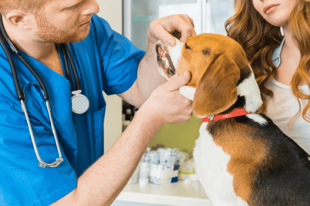 vet checking dog teeth