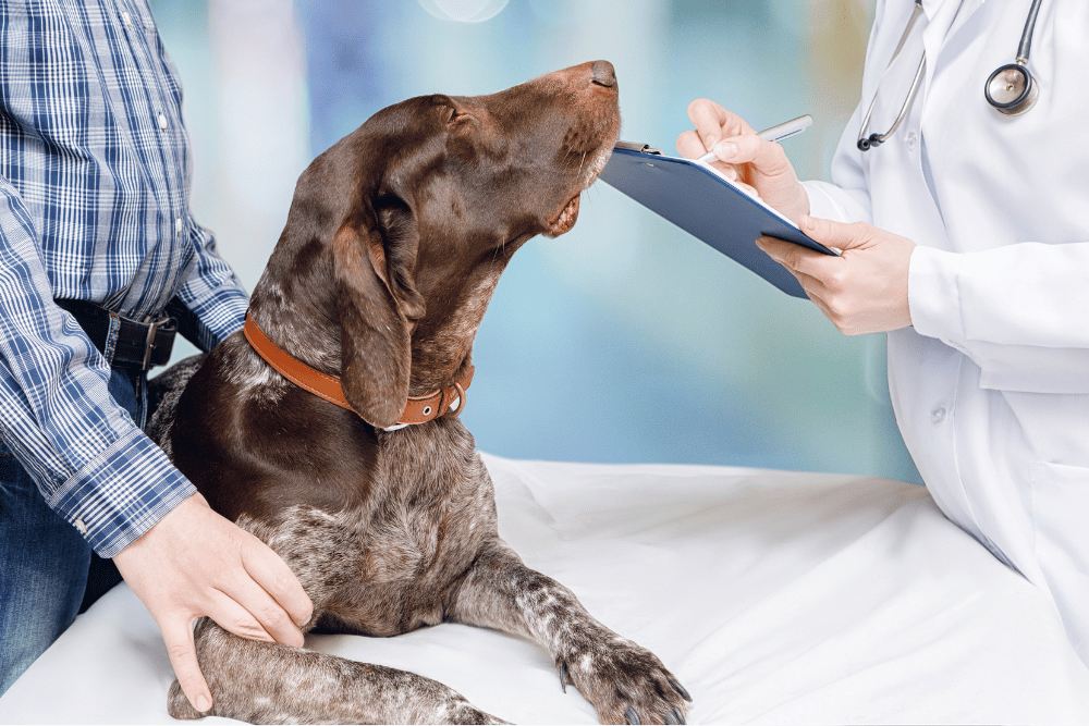 A person holds a dog on a bed