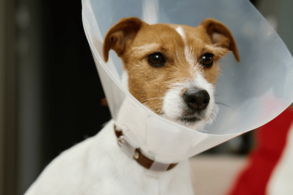 dog wearing a surgical collar