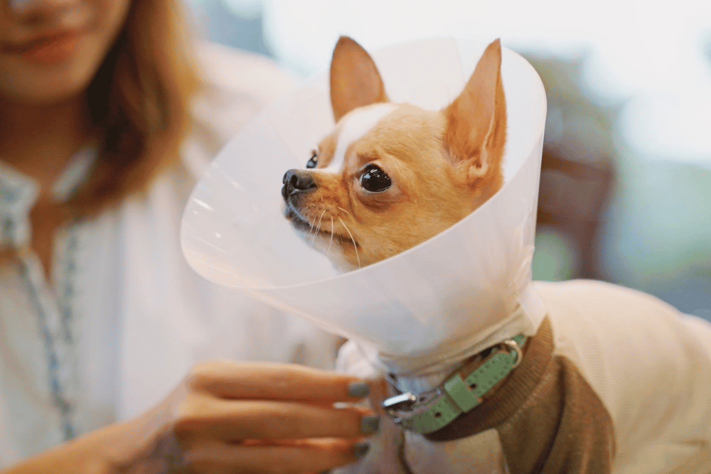 dog wearing surgical collar