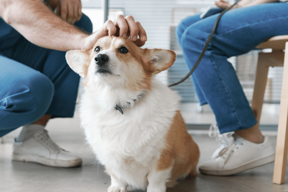 owner and pet waiting for appointment