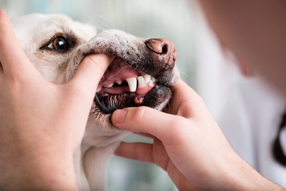 person looking at dogs teeth