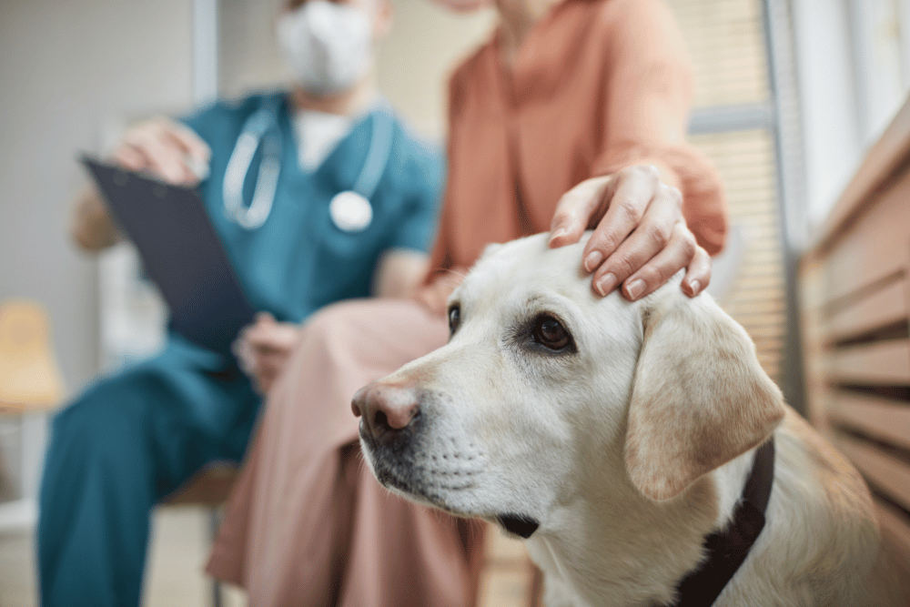 A vet examining a cat by stethoscope