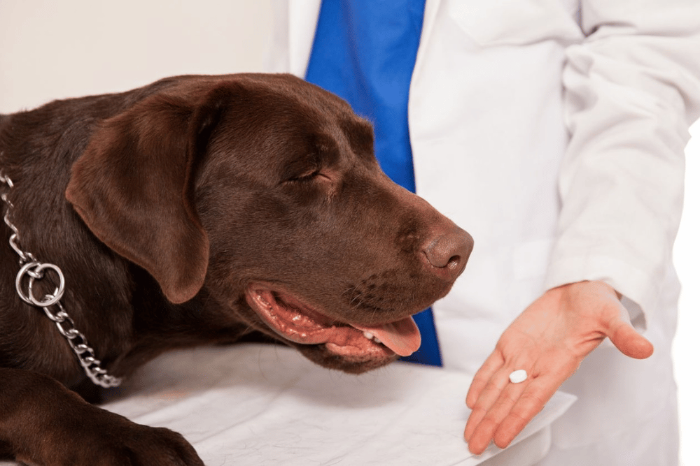 vet giving medicine of dog