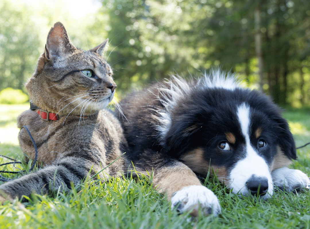 A dog and a cat sitting together