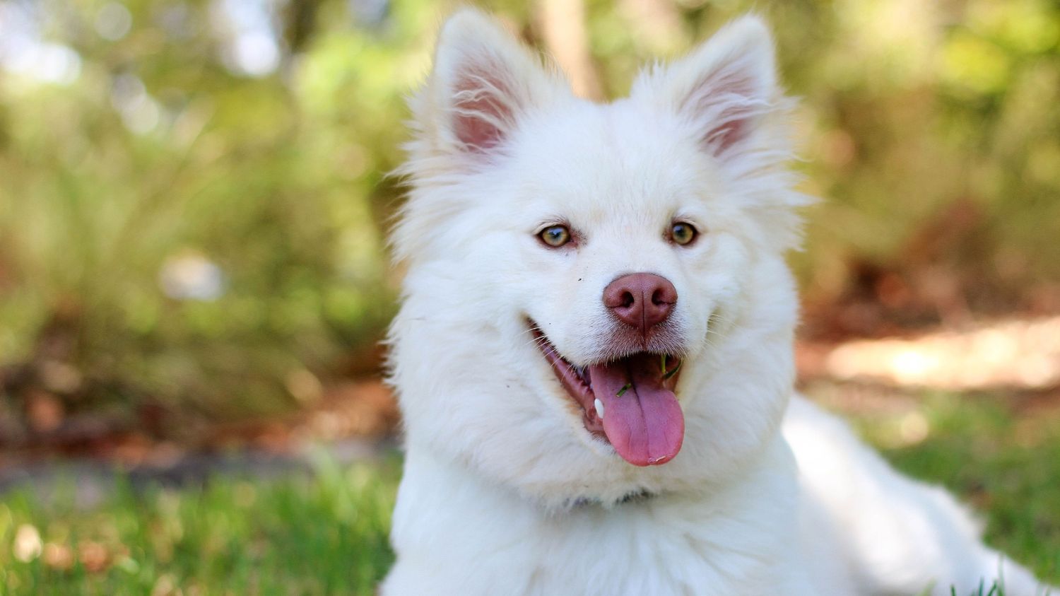 A happy furry pet