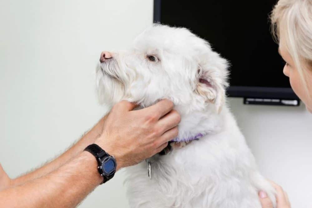 Pet Allergy Testing and Treatment