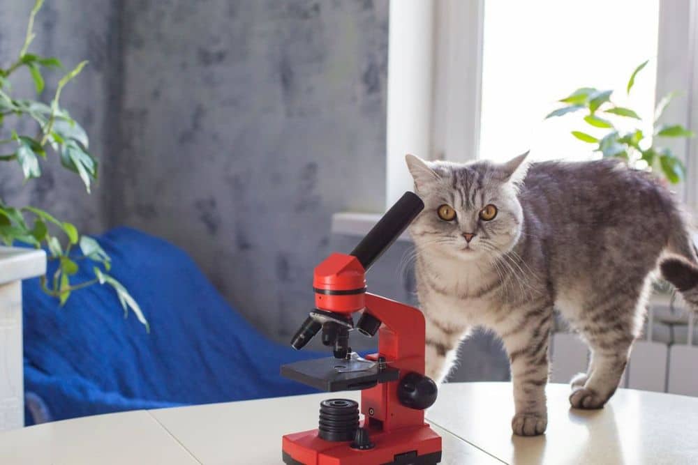 Pet Lab
