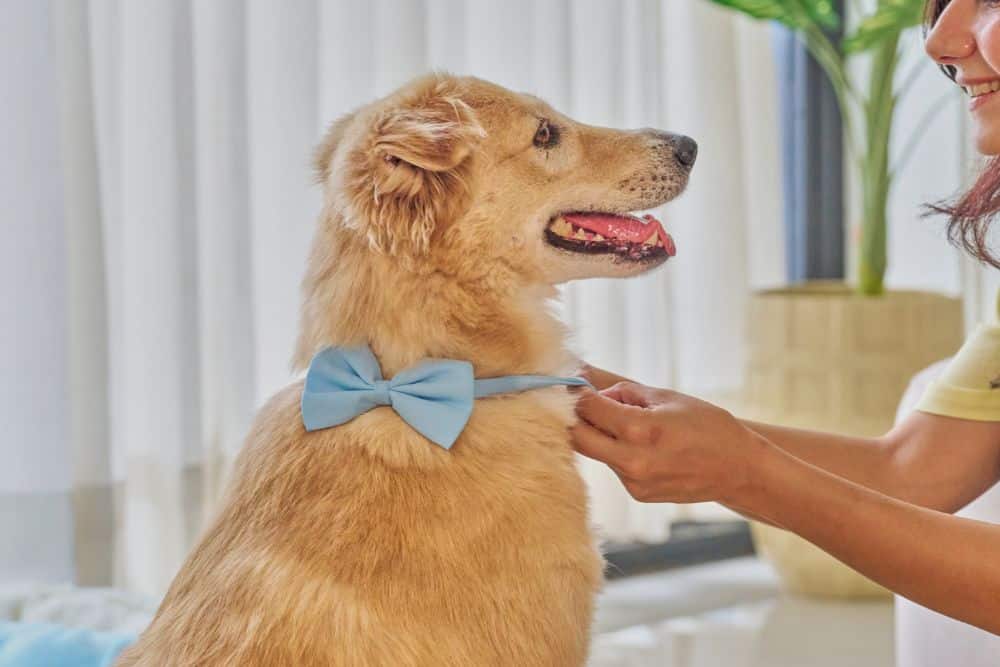 Pet Microchipping