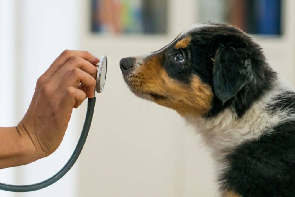 Pet Wellness Care