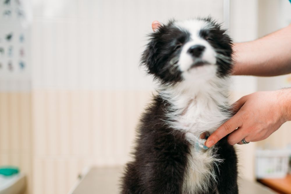 Pet Wellness Exam