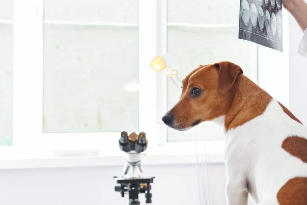 Pet X-ray