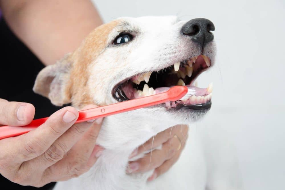 pet dental cleaning