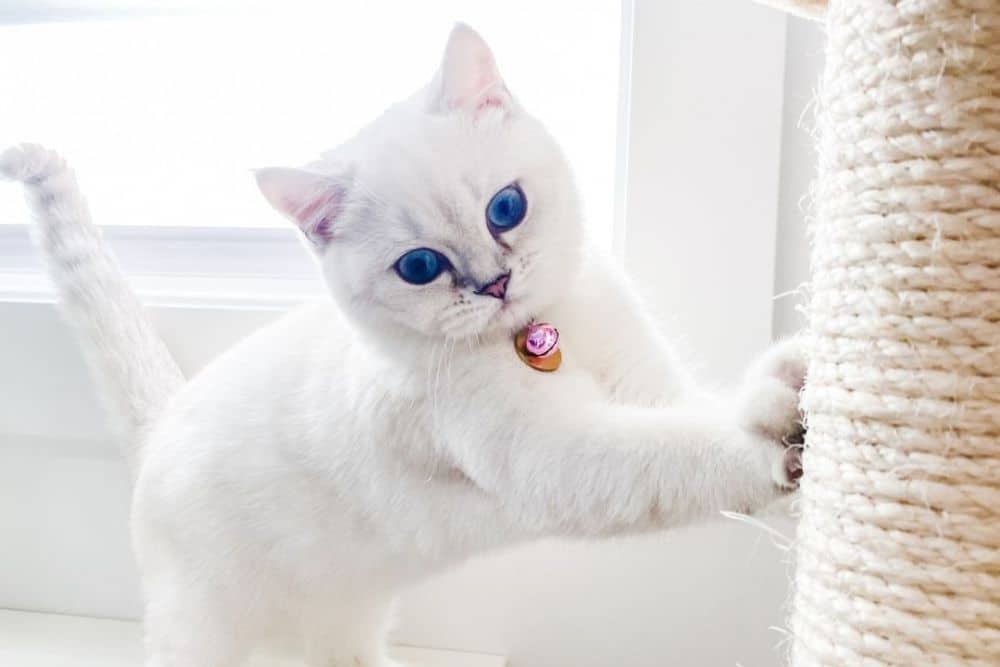pet vaccination