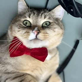 Tangelo